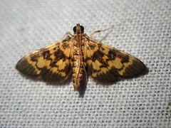 Physematia