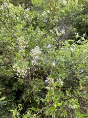 Ceanothus oliganthus sorediatus