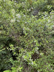 Ceanothus oliganthus sorediatus