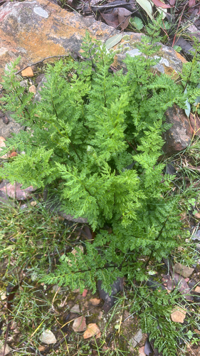 Rock Fern