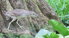 Nycticorax nycticorax image