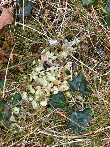 Arctic Butterfingers Lichen