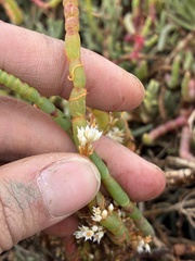 Cuscuta pacifica, photograph (c) dorian, some rights reserved (CC BY)