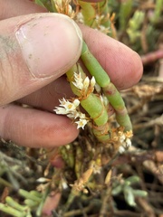 Cuscuta pacifica, photograph (c) dorian, some rights reserved (CC BY)