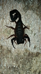 Centruroides gracilis