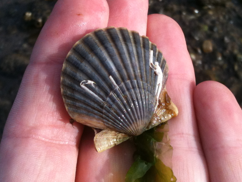 bay scallop