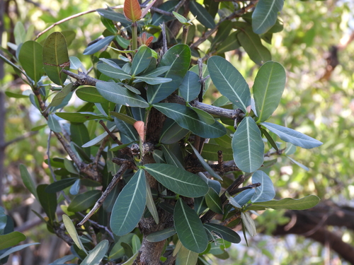 Garcinia livingstonei