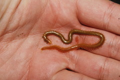 Bothriogaster signata