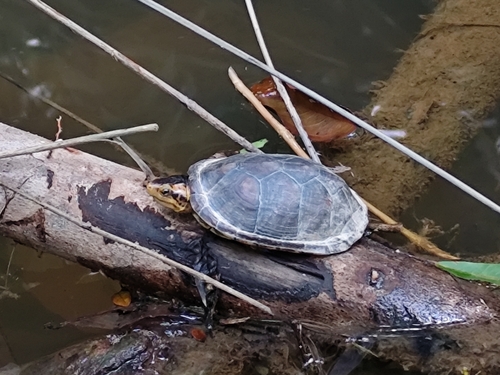 White-lipped Mud Turtle