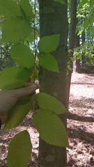 Fagus grandifolia
