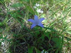 Campanula spatulata