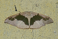 Celenna festivaria