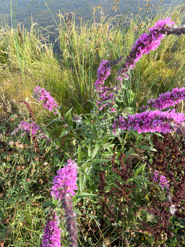 purple loosestrife