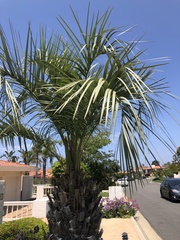 Butia capitata