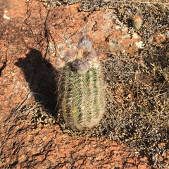Echinocereus reichenbachii baileyi