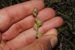 Onobrychis caput-galli