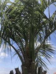 Butia capitata