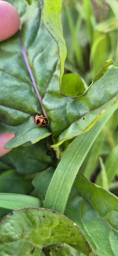 Small Transverse Ladybird Beetle