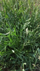 Diplotaxis tenuifolia