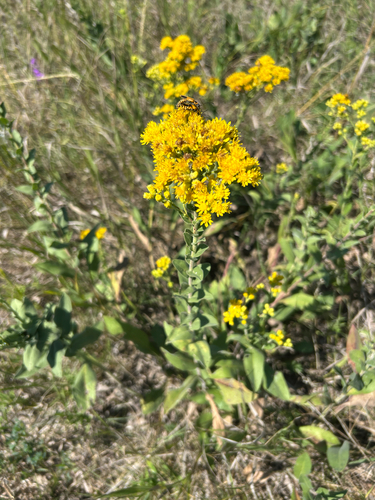 stiff-leaved goldenrod