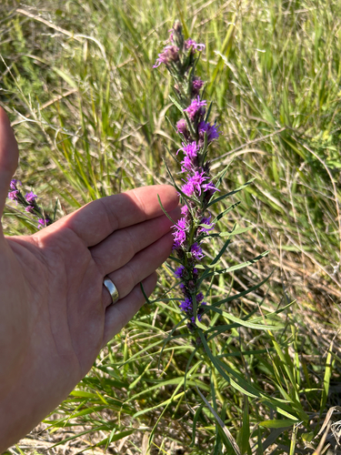 dotted gayfeather