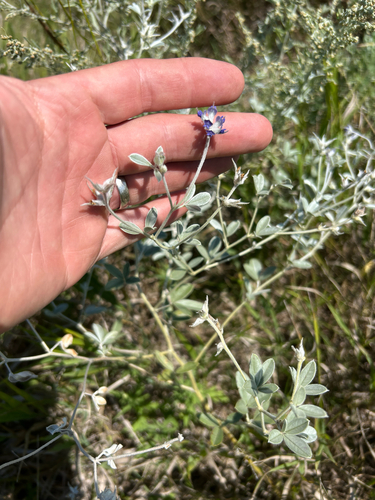 silvery scurfpea