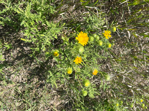 Curlycup Gumweed