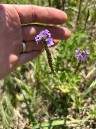 hoary vervain