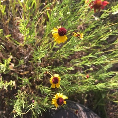 Helenium amarum
