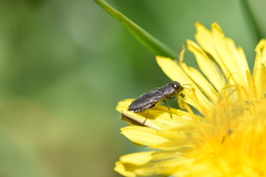 Anthaxia
