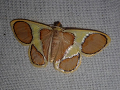 Plutodes cyclaria
