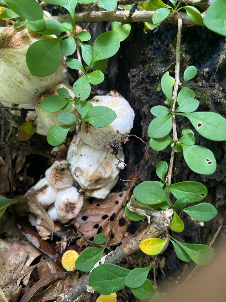 Aborted entoloma · August 2026 · photo: Photo: no rights reserved · iNaturalist