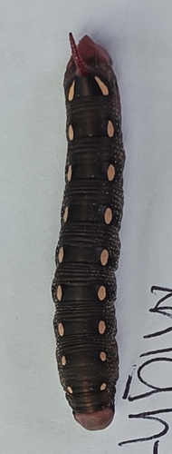 Bedstraw Hawkmoth