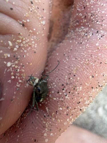 Western Tiger Beetle