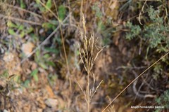 Agrostis castellana