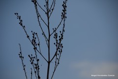 Asphodelus serotinus