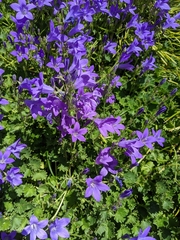 Campanula poscharskyana