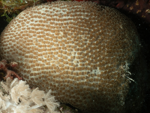 Goniopora pedunculata observed 2026-07-22
