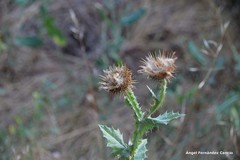 Carduus carpetanus