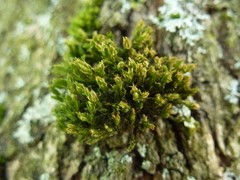 Orthotrichum diaphanum