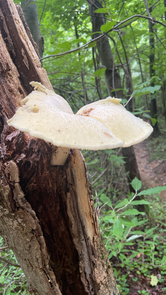 Lynx Paw Oyster · August 2026 · photo: Photo: no rights reserved · iNaturalist