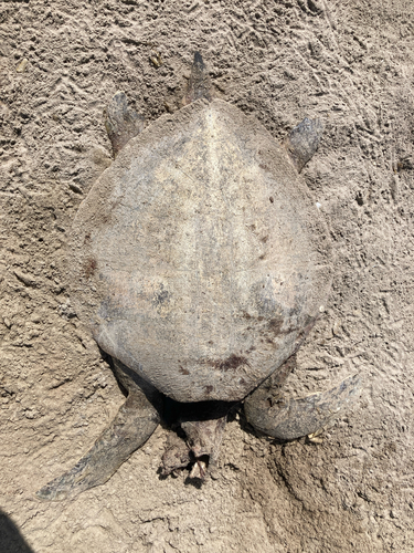 Kemp's Ridley Sea Turtle observed by eklemp