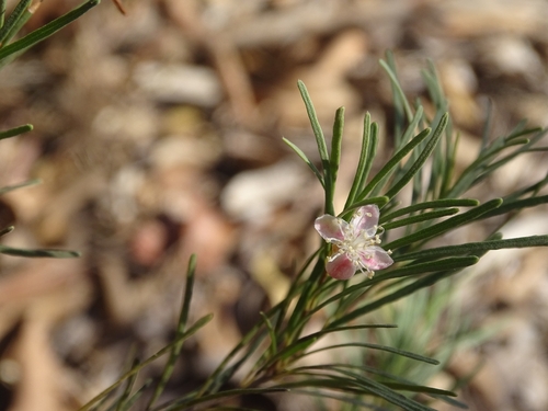 Eugenia angustissima