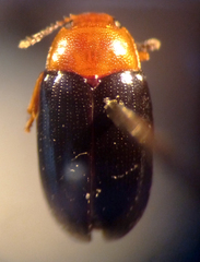 Triplax thoracica