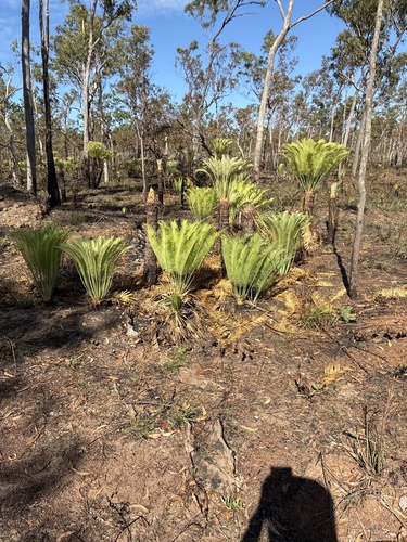 Cycas orientis