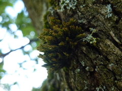 Orthotrichum diaphanum