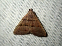 Polypogon nothusalis