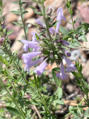Hedeoma hyssopifolia