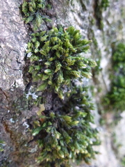 Orthotrichum diaphanum