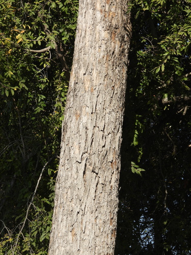 Philenoptera violacea, photograph 5